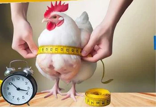Allicin powder manufacturer Allicin powder manufacturer