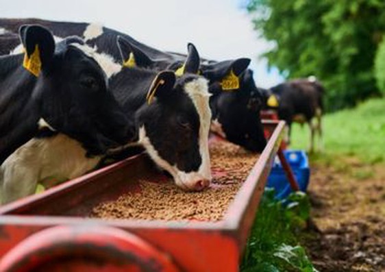 Policosanol (Triacontanol) supplier Policosanol (Triacontanol) supplier